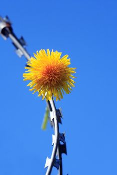 Freedom concept. Yellow dandelion flower on razor wire against blue sky