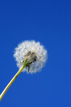 Nice fluffy dandelion closeup against blue sky with free space