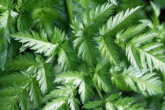 Closeup background from freshness summer green leaves