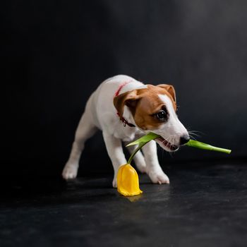 Cute little dog carries a tulip in his mouth and joyfully plays on a black background. Purebred puppy Jack Russell Terrier gives a yellow spring flower on March 8. International Women's Day