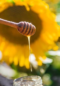 Sunflower flowers honey in hands. Selective focus. Nature.