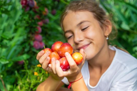 The child is harvesting plums in the garden. Selective focus. Kid.
