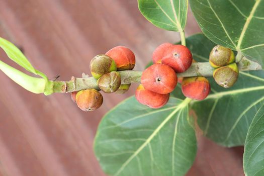 red colored banyan fruit on tree in garden for animal food