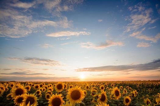 Sunflower field during beautiful sunset with stunning and different clouds in the sky