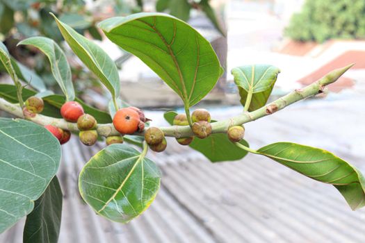 red colored banyan fruit on tree in garden for animal food