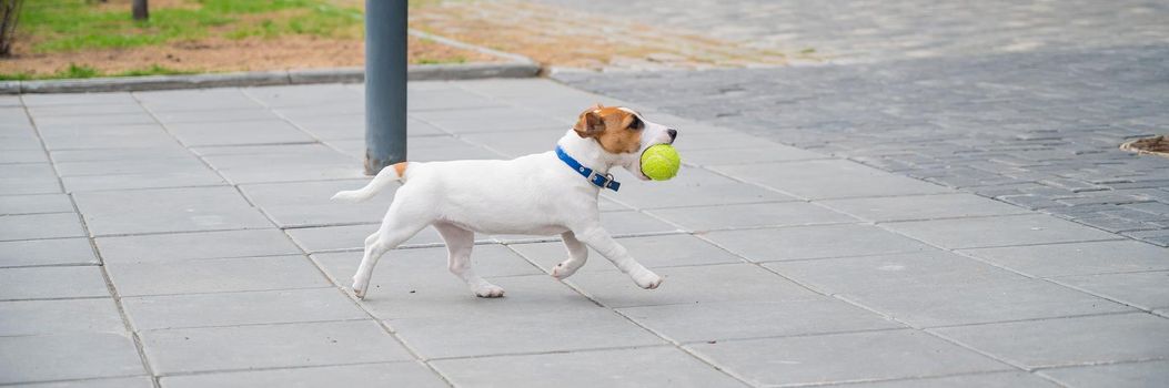 Purebred smooth-haired puppy Jack Russell Terrier plays on the street. Joyful little dog companion runs and jumps for a tennis ball. Active four-legged friend