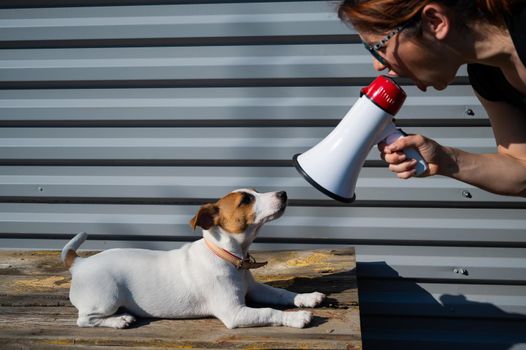 A woman yells at a lying dog through a megaphone. The girl brings up a puppy Jack Russell Terrier and swears at it with a loudspeaker. Dog handler is training a pet