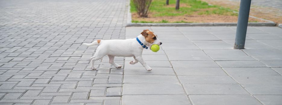 Purebred smooth-haired puppy Jack Russell Terrier plays on the street. Joyful little dog companion runs and jumps for a tennis ball. Active four-legged friend
