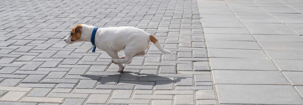 Puppy Jack Russell Terrier runs on the sidewalk. A little funny dog in a blue collar plays while walking. The perfect companion. Smart pet