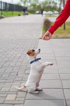 Clever puppy Jack Russell Terrier plays with the owner on the street. A thoroughbred shorthair dog jumping at the hand of an unrecognizable woman. Energetic pet in motion