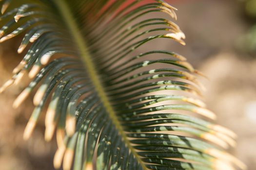 Green palm leaves, natural background.