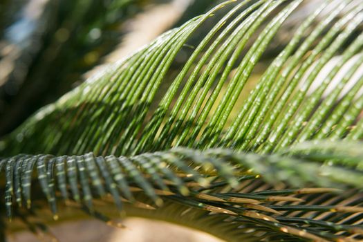 Green palm leaves, natural background.