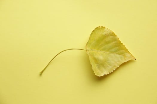 Yellow leaf on a yellow background. Autumn background. High quality photo