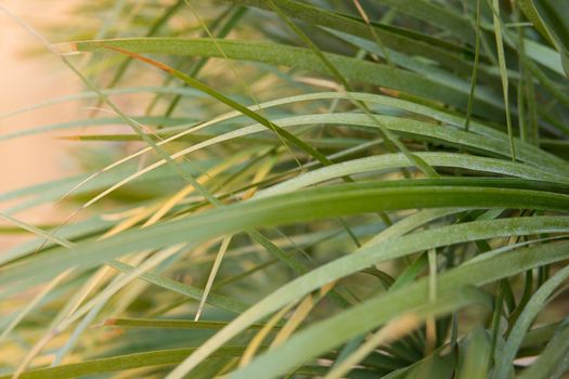 Green palm leaves, natural background.