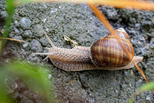 Roman Snail - Helix pomatia, common snail from European gardens and meadows, Czech Republic. High quality photo