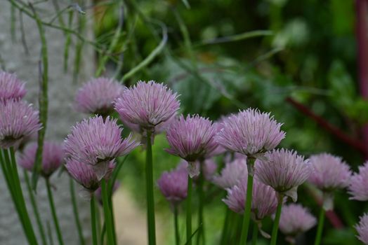 Flowering chives as a close-up