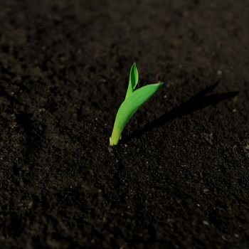 Young green sprout of corn, sprouting from the ground