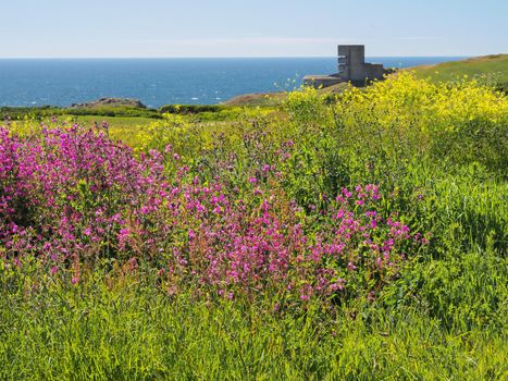 Blooms of pink and yellow flowers against the concrete Observation Tower MP4 L'Angle in the background, overlooking the sea, Pleinmont, Guernsey, Channel Islands