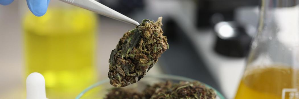 Close-up of glass holder with marijuana buds on it placed for laboratory test. Scientist take cannabis with tweezer tool. Medicine, lab research concept