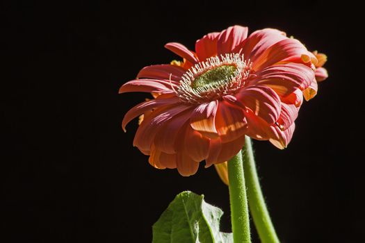 Close-up image of the flower of an orange hybrid of Gerbera jamesonii