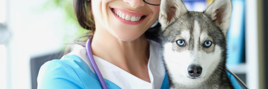 Portrait of friendly veterinarian carry beautiful husky puppy on hands. Dog with blue eyes on checkup in clinic. Veterinary appointment, healthcare concept