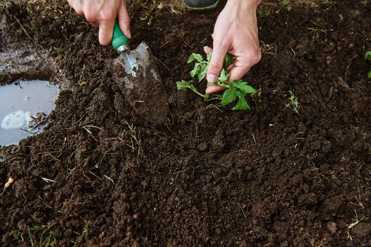 View from above to farmer's hands using garden shovel digs and loosens the black soil while planting tomato sapling in open ground of an eco farm. Horticulture, eco farming concept. Copy ad space