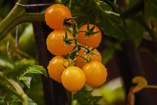 Fresh yellow tomatoes on the stem.