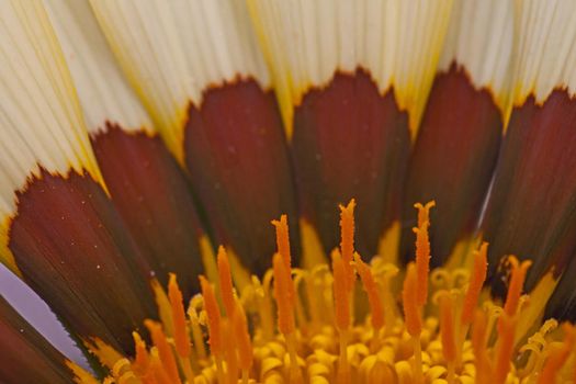 Macro image of the actual flowers of the Gazania flower
