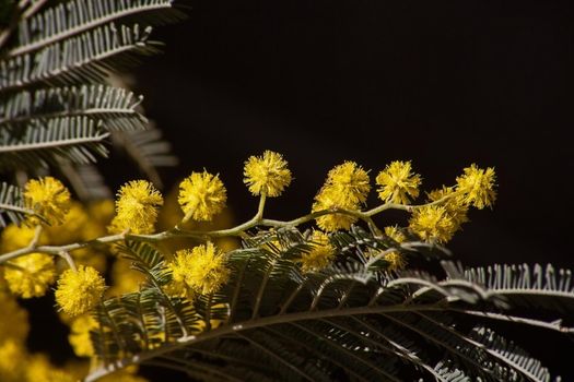 Macro image of the bright yellow flowers of the Black Wattle (Acasia mearnsii)