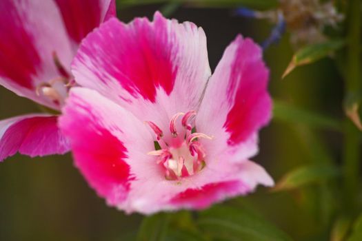 A macro image of a pink and white Clarkia amoena