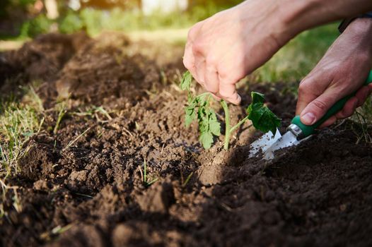 Detail of farmer hands holding a garden shovel and planting sprouted tomato seedlings in black soil for cultivation in open fields at an eco farm. Agribusiness, farming, environmental protection