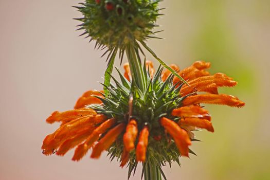 The bright orange flower of Lion’s Ear (Leonotis nepetifolia)