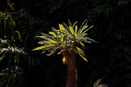 Backlit Madagascar Palm (Pachypodium lamerei) after the rain