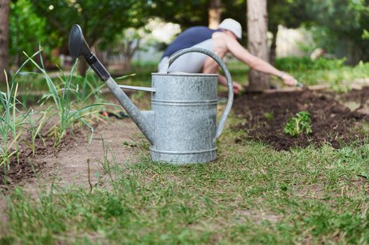 A metal watering can in an eco-farm against the background of a farmer planting tomato seedlings in black soil in open ground. Garden tools in horticulture. Agriculture, growth of organic vegetables