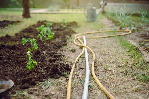 Watering hose lying on the ground next to a flowerbed of planted tomato seedlings in eco farm. Garden tools, horticulture, eco farming, agriculture, horticulture concept