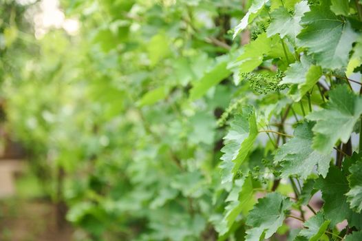 Ripening green grapes hanging on the branches of grapes. Close-up, floral background