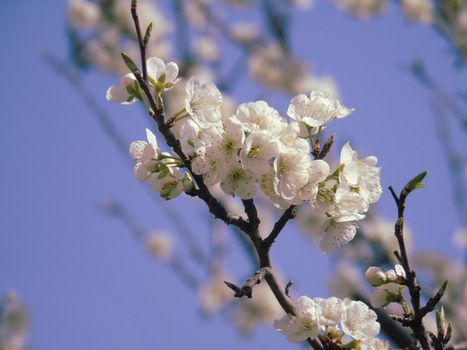 Beautiful floral spring abstract background of nature. Branches of blossoming apricot macro with soft focus on gentle light blue sky background