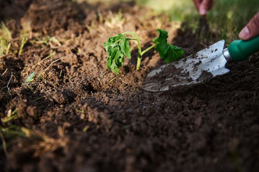 Garden shovel on a loose and digged soil and newly planted tomato seedling for cultivation in open ground. Horticulture, agricultural hobby, business and fight against hunger concept