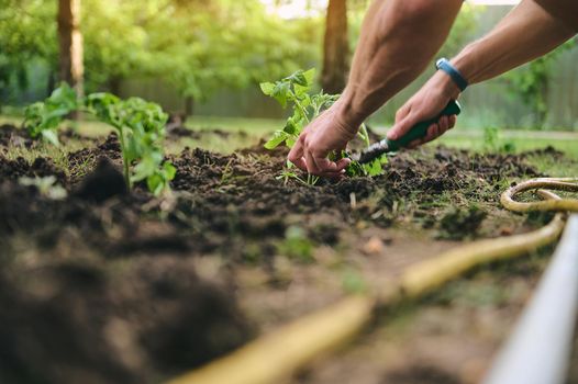 Details of a farmer's hands planting seedlings in black soil enriched with bio humus and compost to increase fertility. Eco farming and growth of organic vegetables