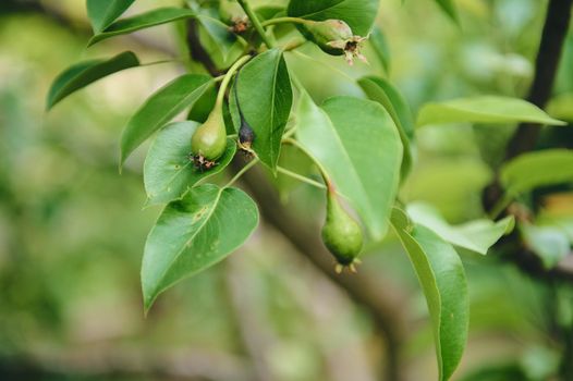 Close-up of a twig of a flowering fruit tree with ripening pears in the orchard