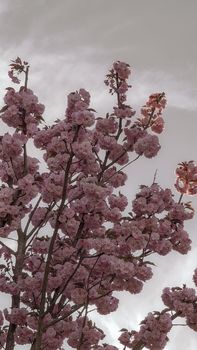 Beautiful floral spring abstract background of nature. Branches of blossoming apricot macro with soft focus on gentle light blue sky background.