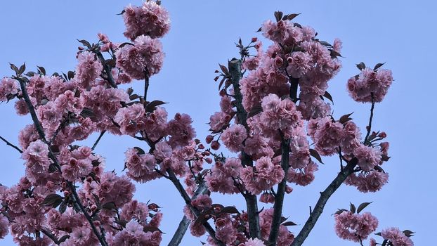 Beautiful floral spring abstract background of nature. Branches of blossoming apricot macro with soft focus on gentle light blue sky background.