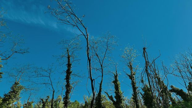 Genova, Italy - January 28, 2022: Park of Nervi by winter days. Green park for relax. Natural park near the sea, with some tall trees. Clear blue sky in the background.