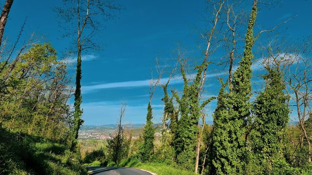 Genova, Italy - January 28, 2022: Park of Nervi by winter days. Green park for relax. Natural park near the sea, with some tall trees. Clear blue sky in the background.