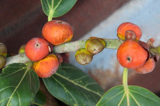 red colored banyan fruit on tree in garden for animal food