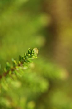 Green leaves close up botanical background erica sativa family ericaceae big size high quality modern prints