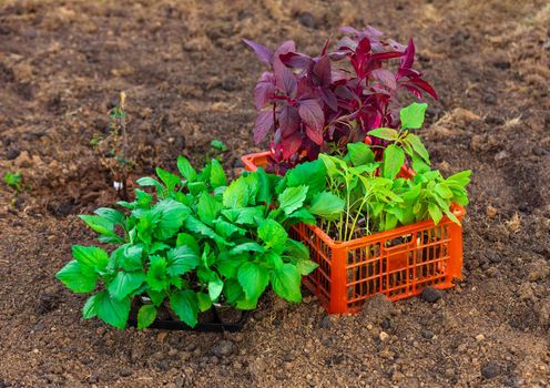 Plastic box full of seedlings of asters and amaranths flowers on the ground