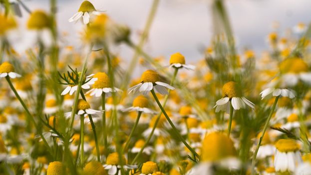 Field chamomiles flowers closeup. Scene blooming medical chamomiles sun day. Alternative traditional medicine. Beautiful meadow. Summer background. Flowery meadow