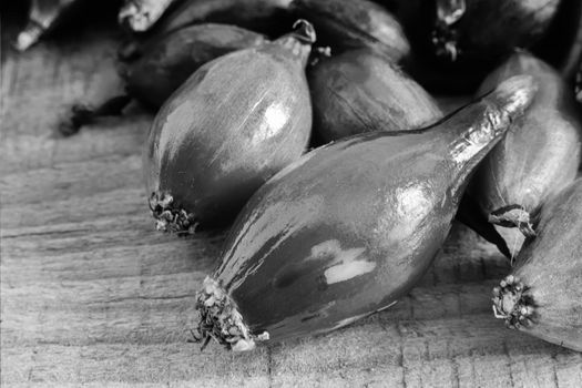 Seed: small onion bulbs for planting in soil. Black and white image.