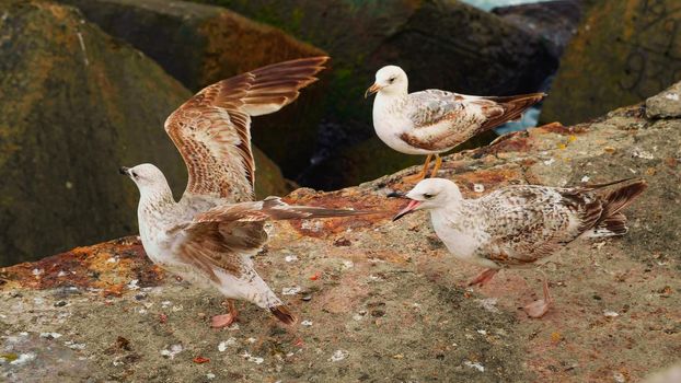 Seagulls standing on the beach on rocks. Beautiful birds on the ocean coast